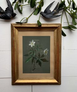 « Roses de Noël » XIXème