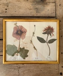 Ancien herbier vers 1900
